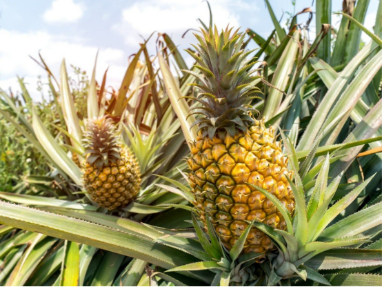 Pineapple fever in Malaysia: From dining table to cultural symbol