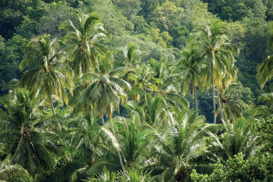 Do Malaysians really live in trees? Debunking a long-standing stereotype