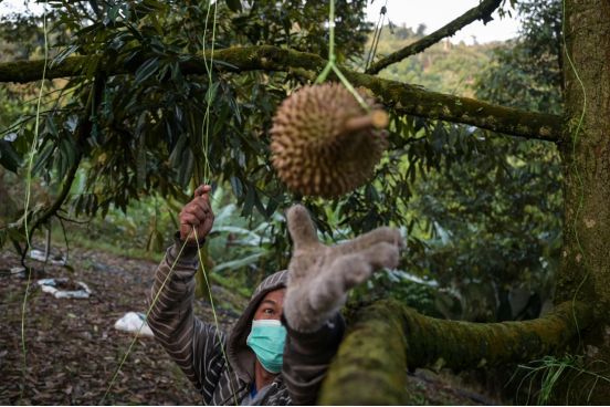 Interesting facts about living under trees during durian season